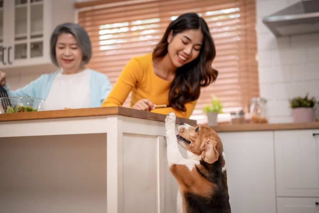 Legal Considerations for Pet Ownership in Thailand