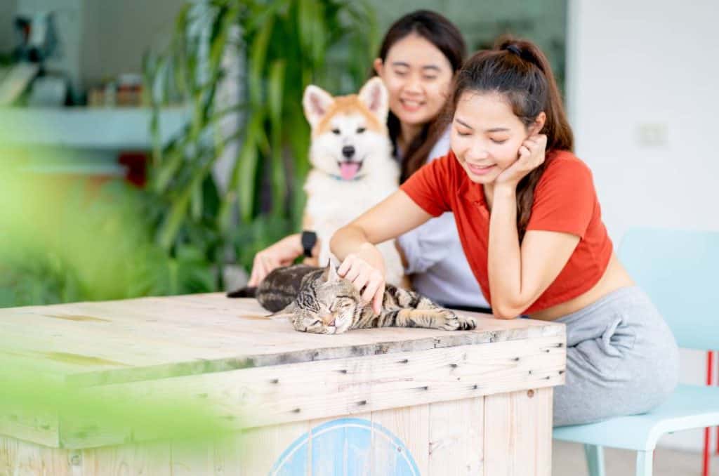 Pet Sitting Services Thailand