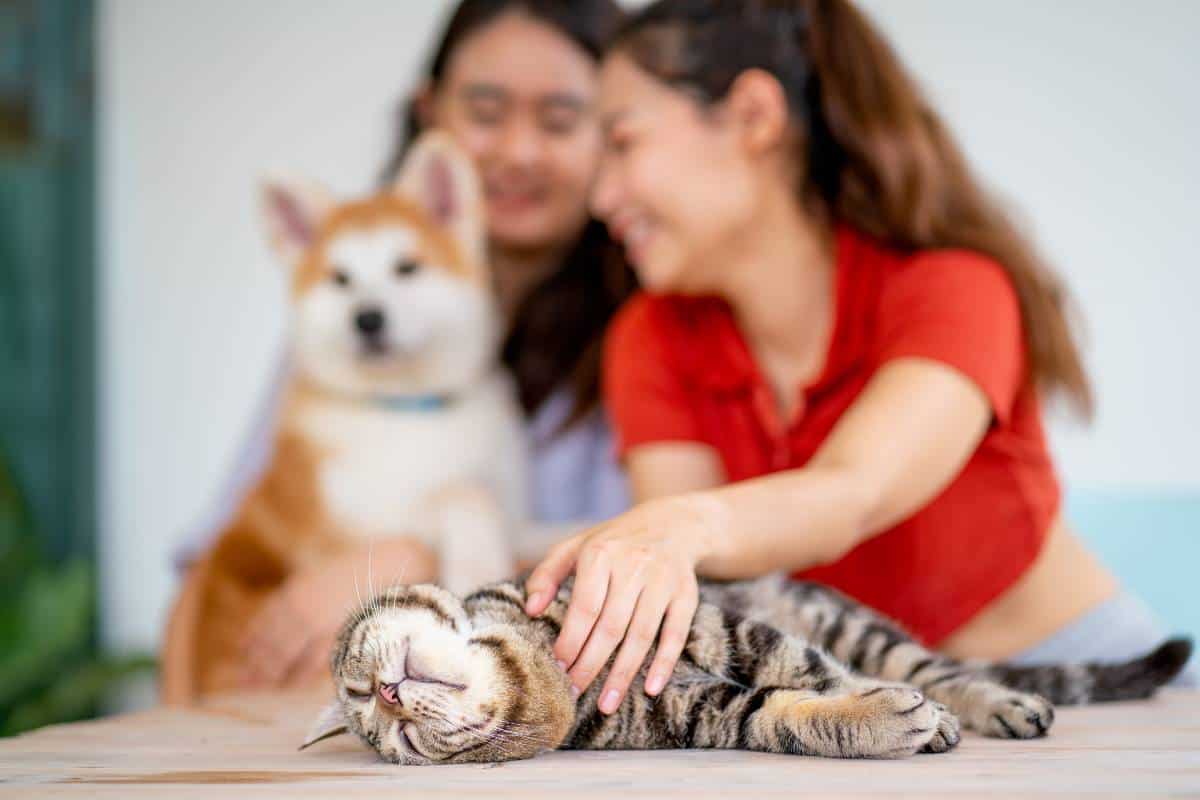 Pet Sitting Services Thailand