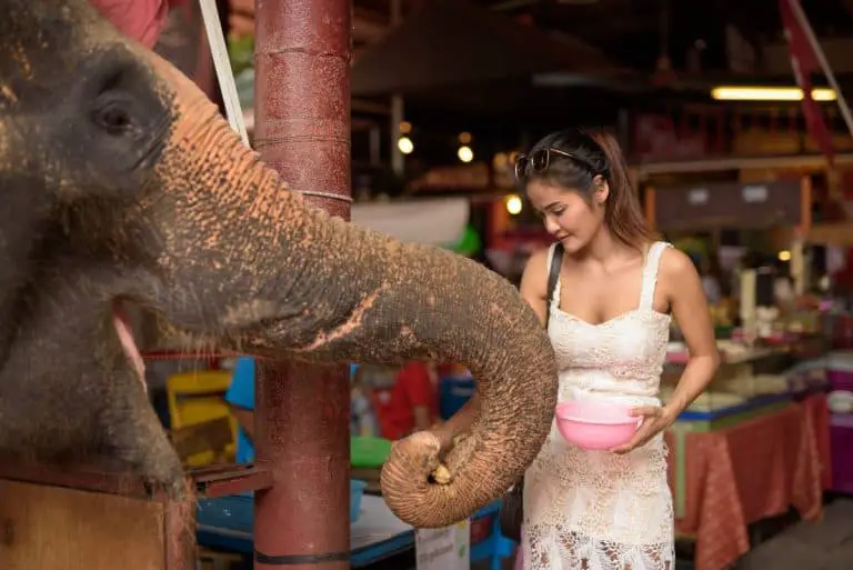 Pets As Cultural Bridges In Thailand