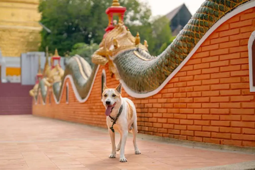 Pets As Cultural Bridges In Thailand