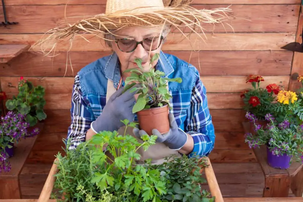 Western Herbs And Vegetables In Thailand